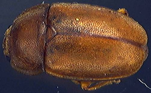 Epuraea depressa